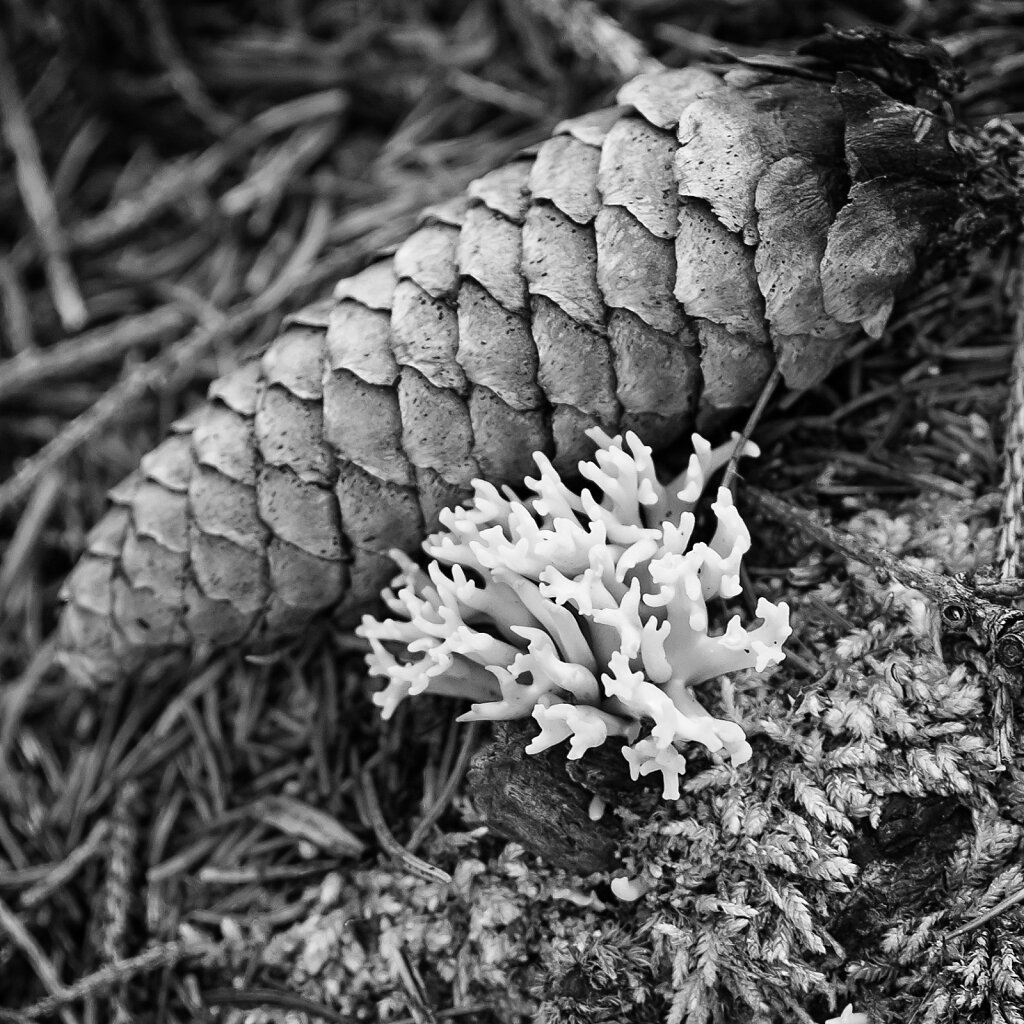 Fichtenzapfen & Pilz