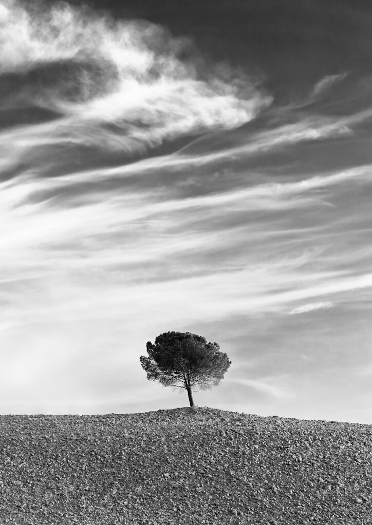 Baum